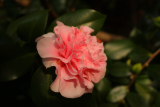 Camellia sasanqua RCP3-2019 (98).JPG